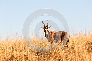 Buck Grasslands Wildlife Animals