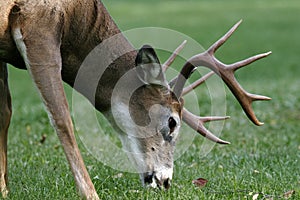 Buck grazing