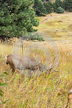 Buck with head down eating in Colorado hillside photo