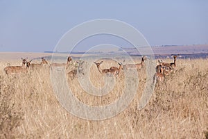 Buck Herd Wildlife Animals