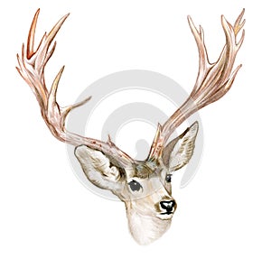 Buck with horns