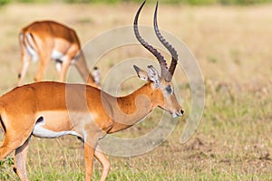 Buck Impala antelope