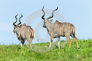 Buck Kudu Animals Walking Plateau Wildlife