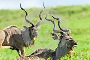 Buck Kudu Bulls Wildlife Animals