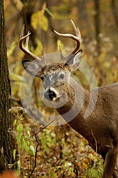 Buck Looking