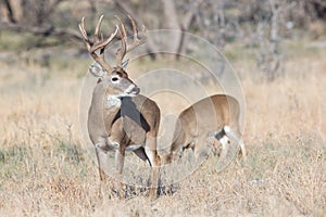 Buck looking over his herd of does