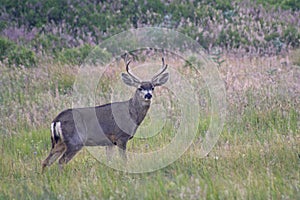 Buck Mule Deer, Odocoileus hemionusin, the Mountains of Southern California