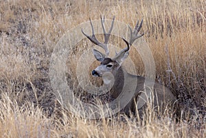 Mule Deer Buck Bedded in Autumn in Colorado