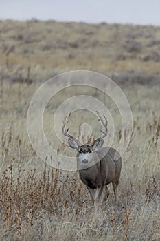 Buck Mule Deer in Coloradon in Fall