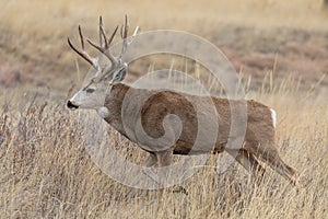 Buck Mule Deer  in Fall