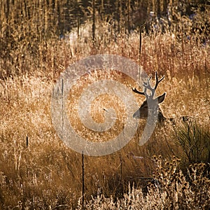 Buck mule deer in grass