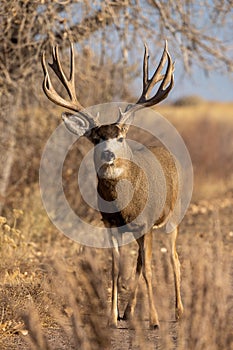 Mule Deer Buck in Autumn in Colorado