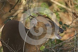 A buck Muntjac Deer, Muntiacus reevesi, feeding in woodland. photo