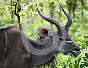 Buck in a National Park in Africa