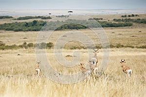 Buck noticing predators in the Masai Mara, Kenya