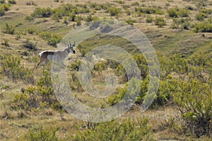 Buck Pronghorn Antelope in Sagebrush photo