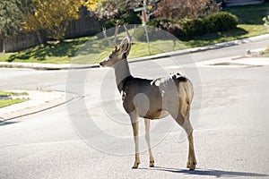 Buck in Road