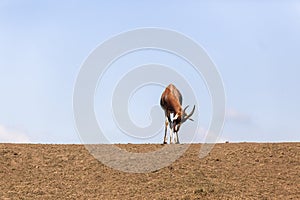 Buck Sleep Wildlife