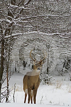 Buck in snow