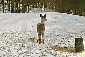 Buck spooked and on alert