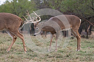 Buck trailing a doe