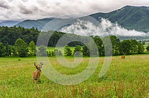 Buck in velvet, Cades Cove, Great Smoky Mountains photo