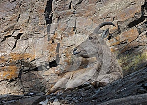 Buck of West Caucasian goat Capra Caucasica on the rock.