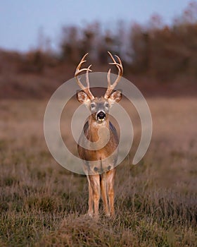 A buck (white tail deer) standing in a field under soft sunset light