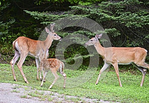 Buck White-tailed Deer being confronted with Mother and fawn