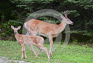 Buck White-tailed Deer Odocoileus Virginians buck with antlers beside fawn