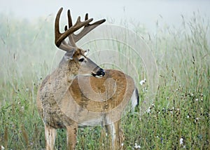 Buck Whitetail Deer