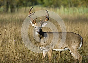 Buck Whitetail Deer photo