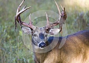 Buck Whitetail Deer