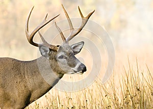 Buck Whitetail Deer