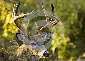 Buck Whitetail Deer