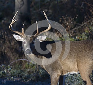 Buck Whitetail Deer