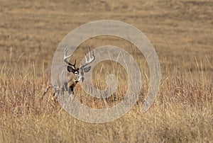 Buck Whitetail Deer in the Autumn Rut