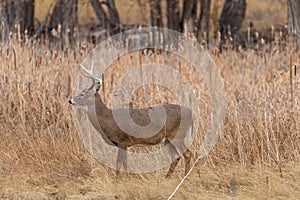 Buck Whitetail Deer in Fall