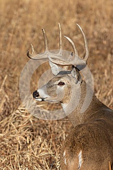 Buck Whitetail Deer  in Fall