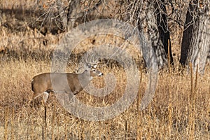 Buck Whitetail Deer in the Fall Rut