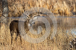 Buck Whitetail Deer in the Fall Rut