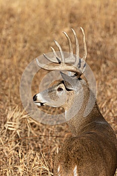 Buck Whitetail Deer in the Fall Rut