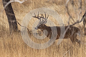 Buck Whitetail Deer in the Fall Rut