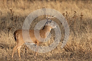 Buck Whitetail Deer in the Fall Rut