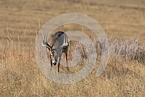 Buck Whitetail Deer in the Fall Rut