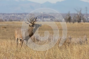 Buck Whitetail Deer in the Fall Rut in Colorado