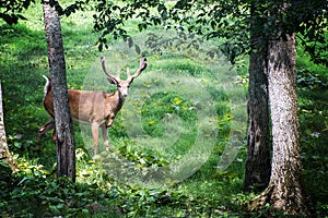 Buck Whitetail Deer in forest