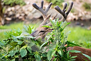 Buck Whitetail Deer Hiding