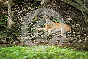 Buck Whitetail Deer Resting