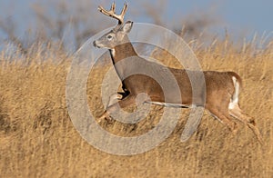 Buck Whitetail Deer Running